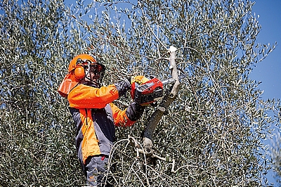 עבודת שטח עם מסור בנזין מקצועי יד אחת